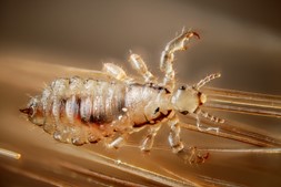 11 Steps to Staying Ahead of Lice